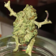 Herbman avatar