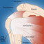healthy rotator cuff