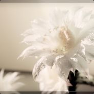 可爱小糯米