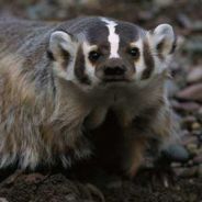 Badgerhax