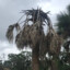 Snoggy PalmTree