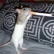 RATOS PODEM FUMAR Steam avatar