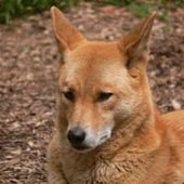 Lisik228_#love_long_dick