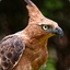 Javan Hawk Eagle