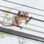 Electric Monkey in Wire