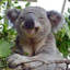 Koalamann