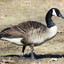 The Canada Goose