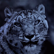Irbis avatar