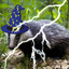 The Magic Badger