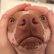 Mr. Maple