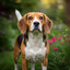 Beagle Prime