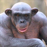 Активный Ананас