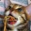 spaget cat