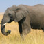 Wild_elephant