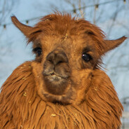 AlpakA - steam id 76561199486808135