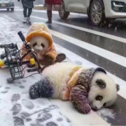 ★☆♀◆◇◣◢◥▲▼△▽⊿◤◥