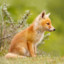FoxDiamonds