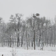 柳河东门下走狗