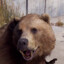 Russian Bear