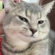 能不能不吃蛋黄