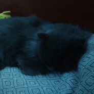 делавая колбаса