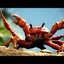 Sewer_Crab