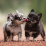 不许动举起手来