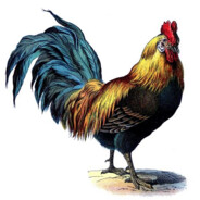 Rooster