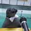 i love seals