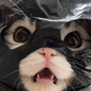 乌冬冬不熬夜Zzz