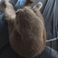 PlushaCat's avatar