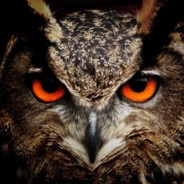 Dark Owl