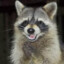 Erratic Raccoon