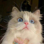 顾卿久（随神突）