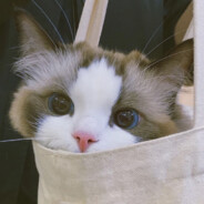 ℙ𝕝𝕒𝕥𝕚𝕟𝕦𝕞-