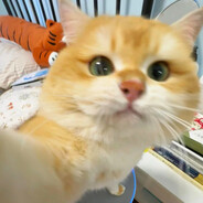 什么我成替身了？