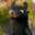 AMON