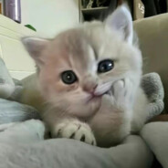 shlyapa