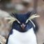 Grumpy Penguin