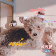 只会切菜洗盘子