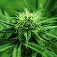 |NarQs|PowerPlants^^ Cs-Kaczore