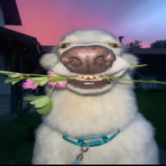 ватван чоооооооо