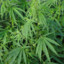 Cannabis Ruderalis