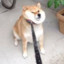 Fat_Shiba