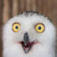 SnowyOwl117