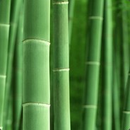 Bamboo