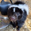 skunk
