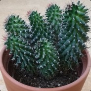 Cactie