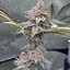 organic gardener