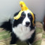 собака банан